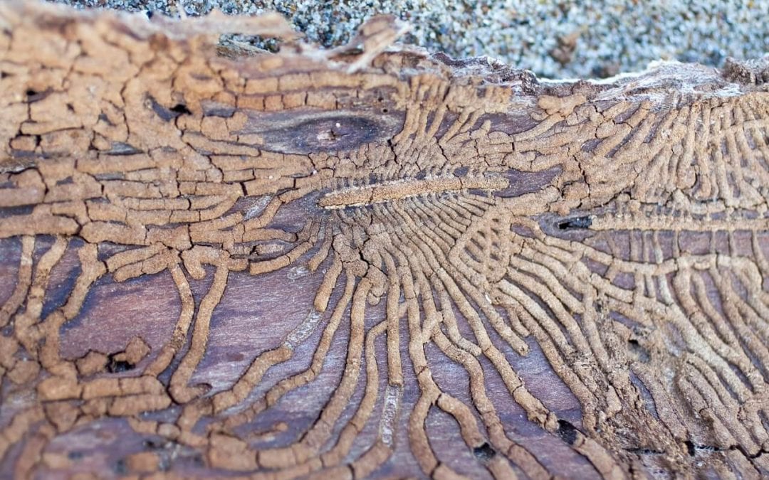 7 Signs of Termites in Your Home